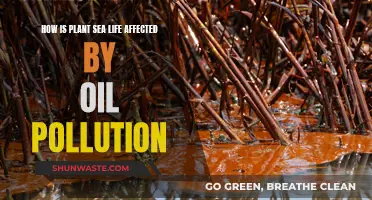 Oil Pollution's Impact on Plant and Sea Life