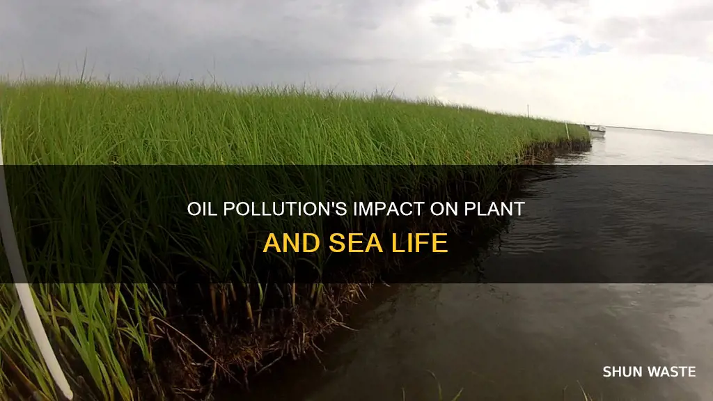 how is plant sea life affected by oil pollution