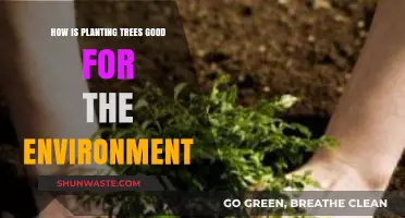 Planting Trees: A Powerful Way to Heal Our Environment