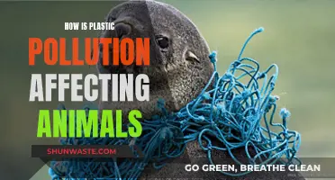 Plastic Pollution: Killing Animals, Destroying Ecosystems