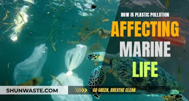 Plastic Pollution's Impact on Marine Life