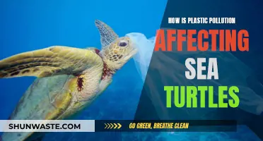 Plastic Pollution: A Deadly Threat to Sea Turtles