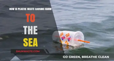 Plastic Pollution's Deadly Impact: How Ocean Life Suffers from Waste