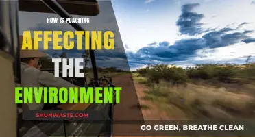 Poaching's Devastating Impact: How Wildlife Loss Harms Our Environment