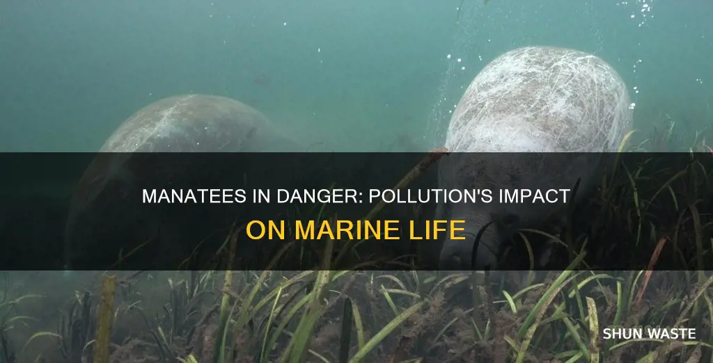 how is pollution affecting manatees