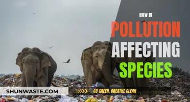 Pollution's Impact: Species Under Threat