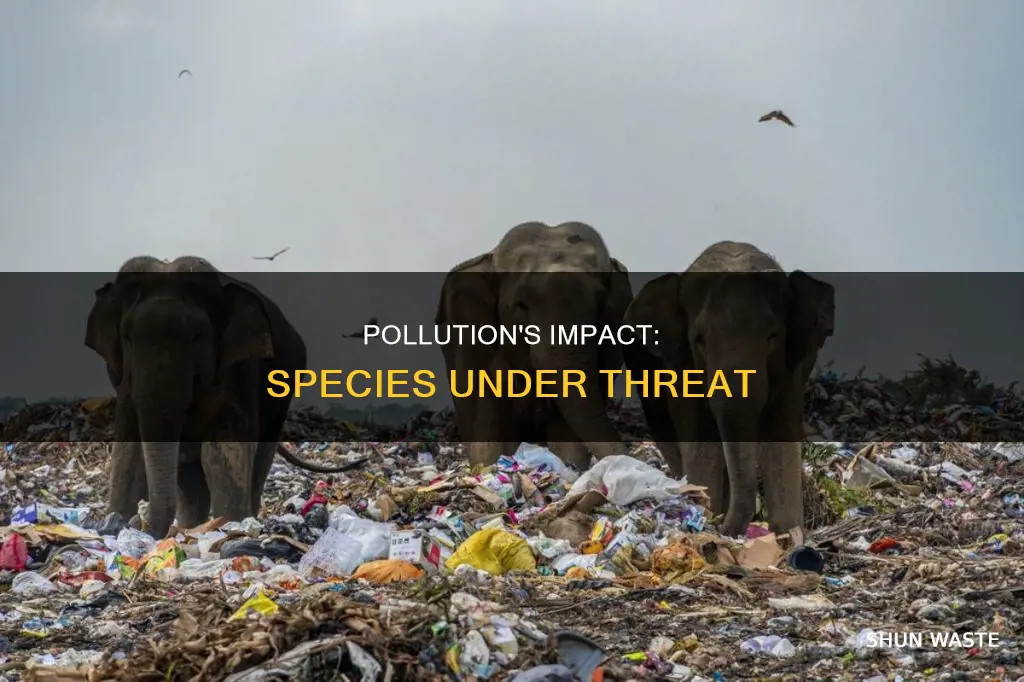 how is pollution affecting species