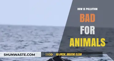 Pollution's Harmful Impact on Animals' Health and Environment