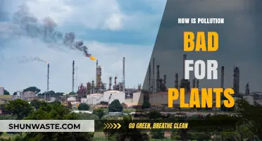 Pollution's Harmful Impact on Plants and Our Planet