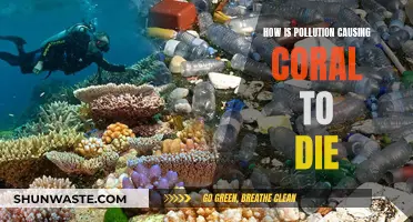 Pollution's Toxic Impact: Coral Reefs in Peril