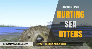 Sea Otters: Pollution's Unseen Victims
