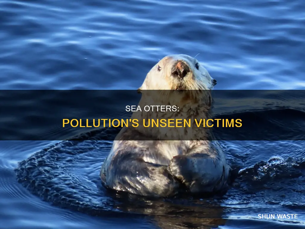how is pollution hurting sea otters