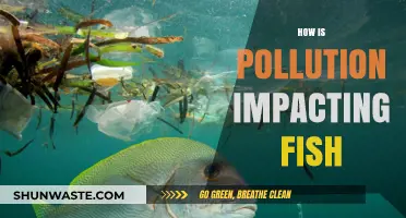 Pollution's Impact: Fish in Danger