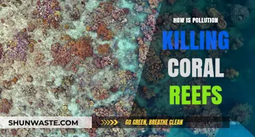 Pollution's Deadly Impact on Coral Reefs