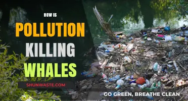 Whale Killers: Pollution's Devastating Impact on Marine Life