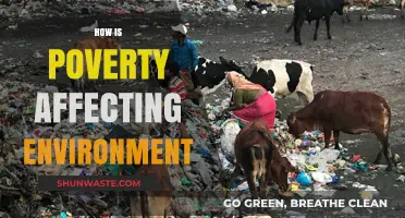 Poverty's Environmental Impact: A Vicious Cycle of Degradation and Survival