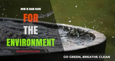 Rain's Vital Role: Boosting Ecosystems and Sustaining Our Planet's Health