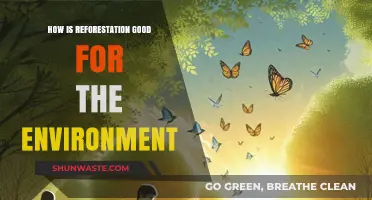Reforestation's Environmental Impact: Revitalizing Ecosystems, Climate, and Biodiversity