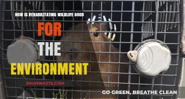 Rehabilitating Wildlife: A Vital Step for Environmental Restoration and Balance