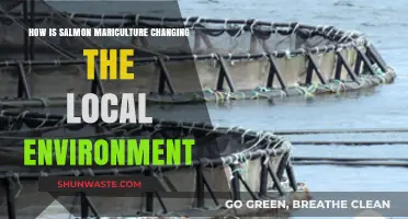 Salmon Mariculture's Impact: Transforming Local Ecosystems and Coastal Communities