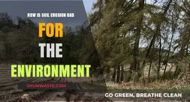 Soil Erosion's Devastating Impact: Threats to Ecosystems and Sustainability