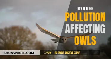 Sound Pollution: A Threat to Owls' Existence