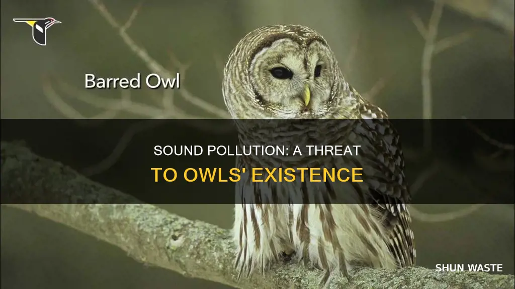 how is sound pollution affecting owls