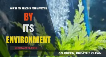 Environmental Factors Shaping the Growth and Survival of Peacock Ferns