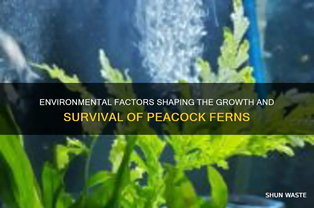 how is teh peacock fern affected by its environment