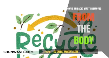 How the Body Eliminates Acid Waste: A Comprehensive Guide