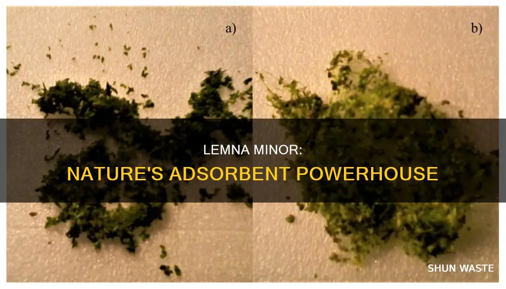 how is the adsorption of pollutants by lemna minor