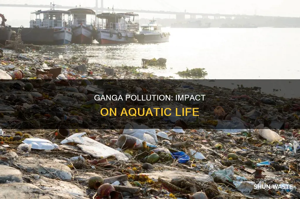 how is the aquatic habitat affected by pollution in ganga