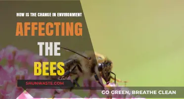 Environmental Shifts: How Habitat Changes Impact Bee Populations and Survival