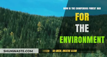 Coniferous Forests' Hidden Environmental Impact: Uncovering Ecological Concerns