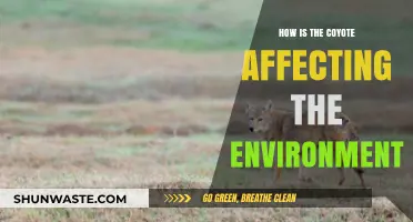 Coyote Impact: How Their Presence Shapes Ecosystems and Environments