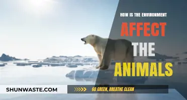 Environmental Changes: How Ecosystems Impact Animal Survival and Behavior