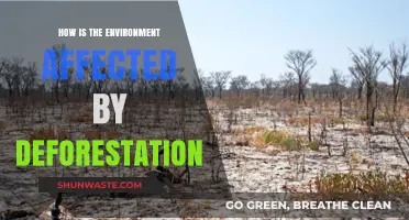Deforestation's Devastating Impact: How Clearing Forests Harms Our Environment