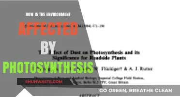 Photosynthesis' Impact: How Plants Shape Our Environment and Climate
