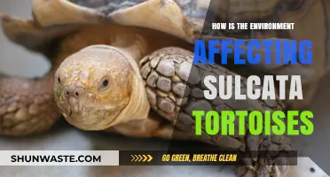 Environmental Impacts on Sulcata Tortoises: Habitat, Climate, and Survival Challenges