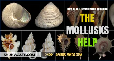 Environmental Shifts: How Mollusks Adapt and Respond to Change