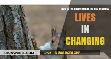 Red Squirrels' Habitat: Shifting Landscapes and Emerging Environmental Challenges