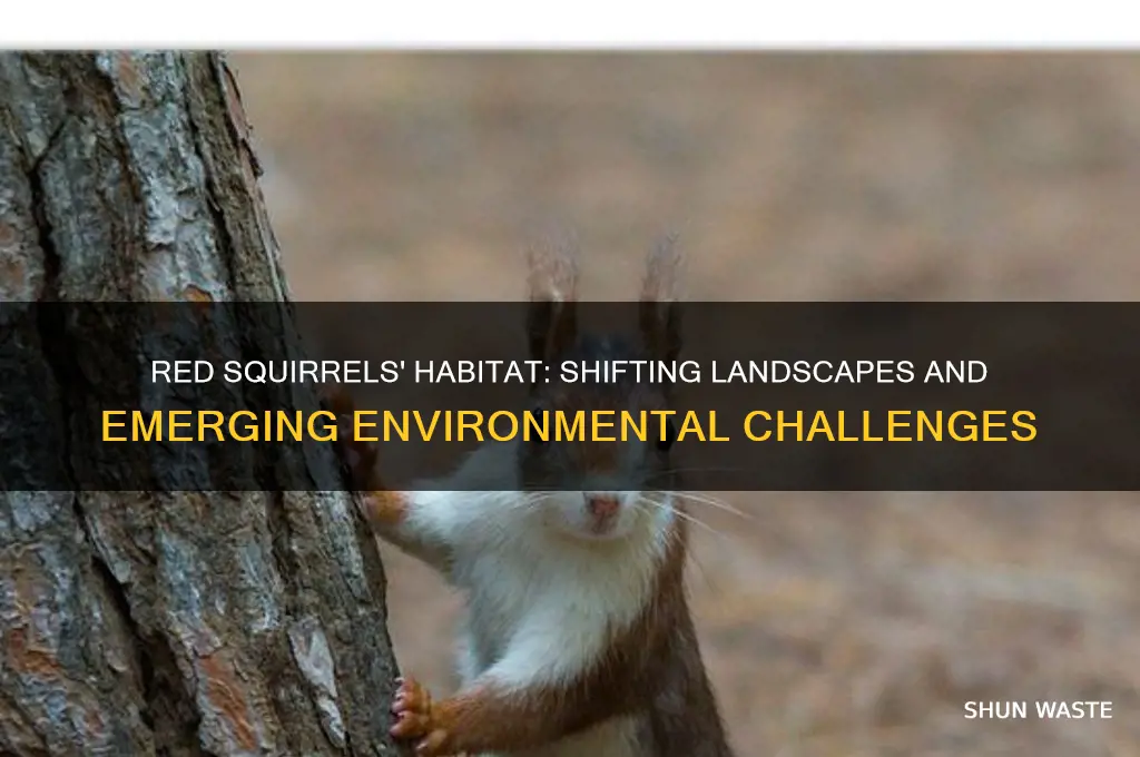 how is the environment the red squirrel lives in changing
