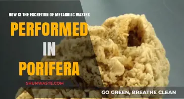 Porifera's Metabolic Waste Excretion: A Unique Cellular Process Explained