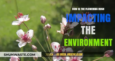 Flowering Rush: Environmental Impacts and Ecosystem Disruption Explained