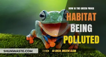 The Green Frogs' Habitat: Pollution's Impact