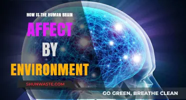 How Environment Shapes Our Brain: A Deep Dive into Neuroplasticity