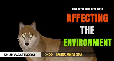 The Disappearance of Wolves: Environmental Impacts and Ecosystem Imbalance