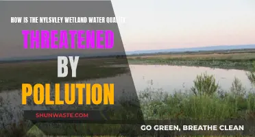 Nylsvley Wetlands: Pollution's Threat to Fragile Water Quality