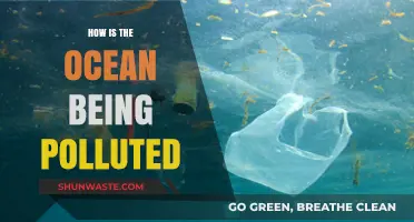 Ocean Pollution: Human Impact on Marine Life