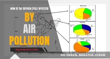 Oxygen Cycle: Impact of Air Pollution Explained